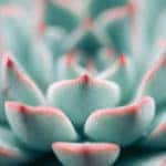 Succulent
