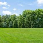 Green Grass and Trees