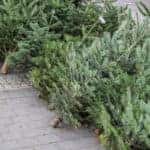 live Christmas trees lined up on sidewalk