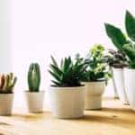 Picking an Office Plant the Right Way