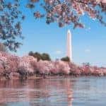 The DC Cherry Blossom Festival is Starting Soon!