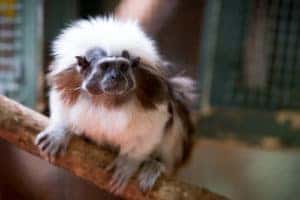 monkey at the zoo