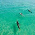 three kayaks on the manatee river