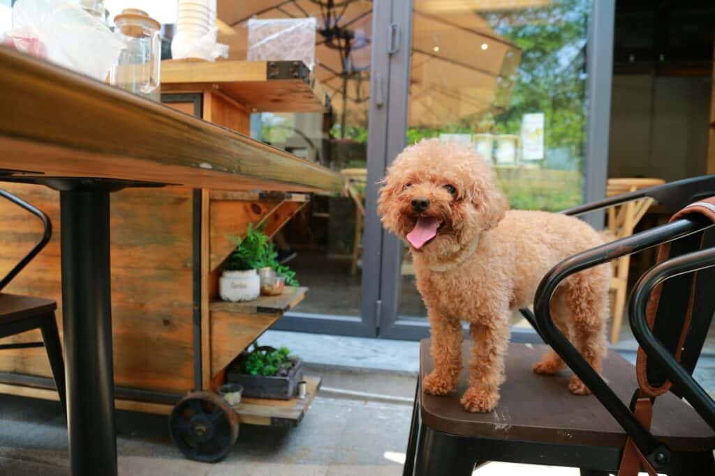 puppy at a dog friendly restaurant