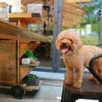 puppy at a dog friendly restaurant