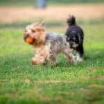 dogs playing at dog park