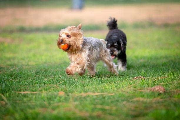 dogs playing at dog park