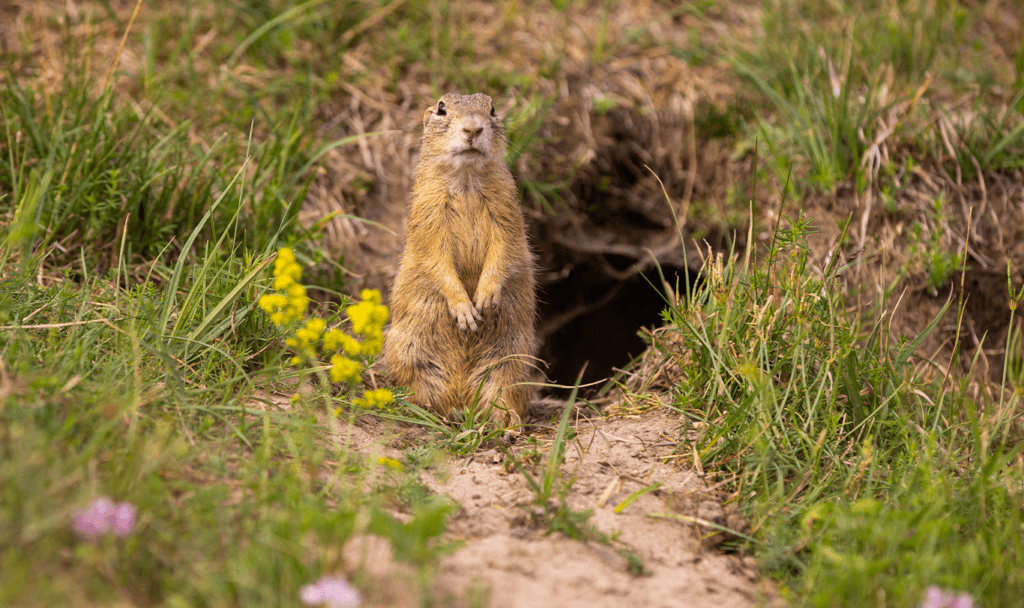Toyota Dealer Near Punxsutawney | Groundhog standing up right
