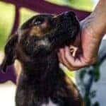 animal shelters in oklahoma city, ok