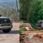 2026 lexus gx vs toyota land cruiser