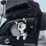 Lexus and Pets