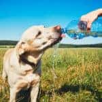 thirsty dog drinking water