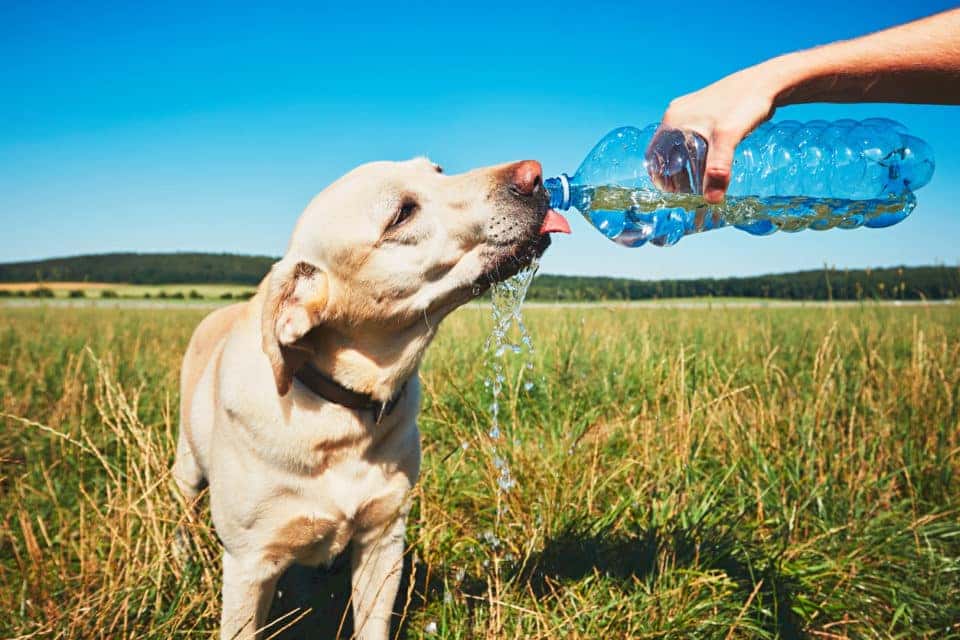thirsty dog drinking water