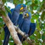 Close-up shot of Hyacinth Macaws