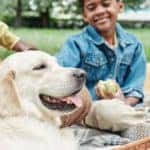 Close-up of purebred dog resting on the grass together with her owners during picnic