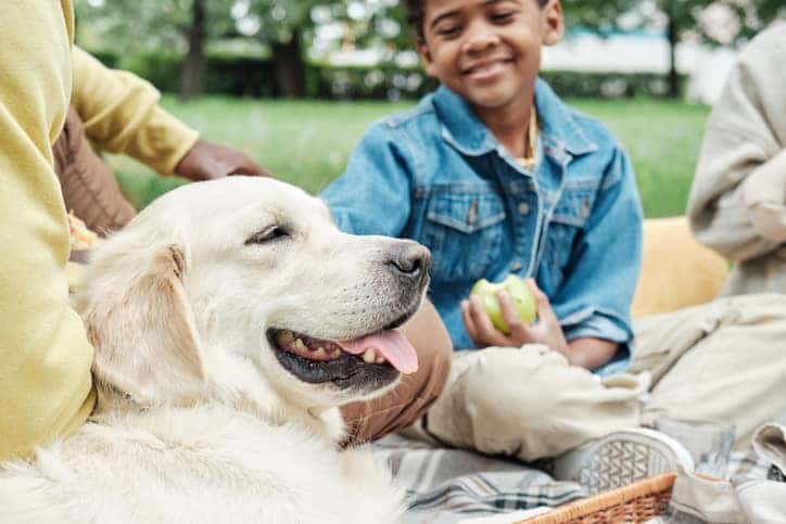 Close-up of purebred dog resting on the grass together with her owners during picnic