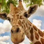 Giraffe at Busch Gardens looking down