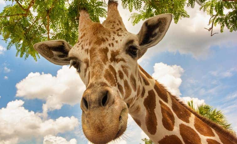 Giraffe at Busch Gardens looking down