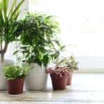 Plant sale
