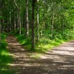 two road in forest