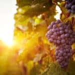 Fall Food & Wine Festival