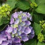 Fresh purple Hydrangea flowers with green leaves and flower buds