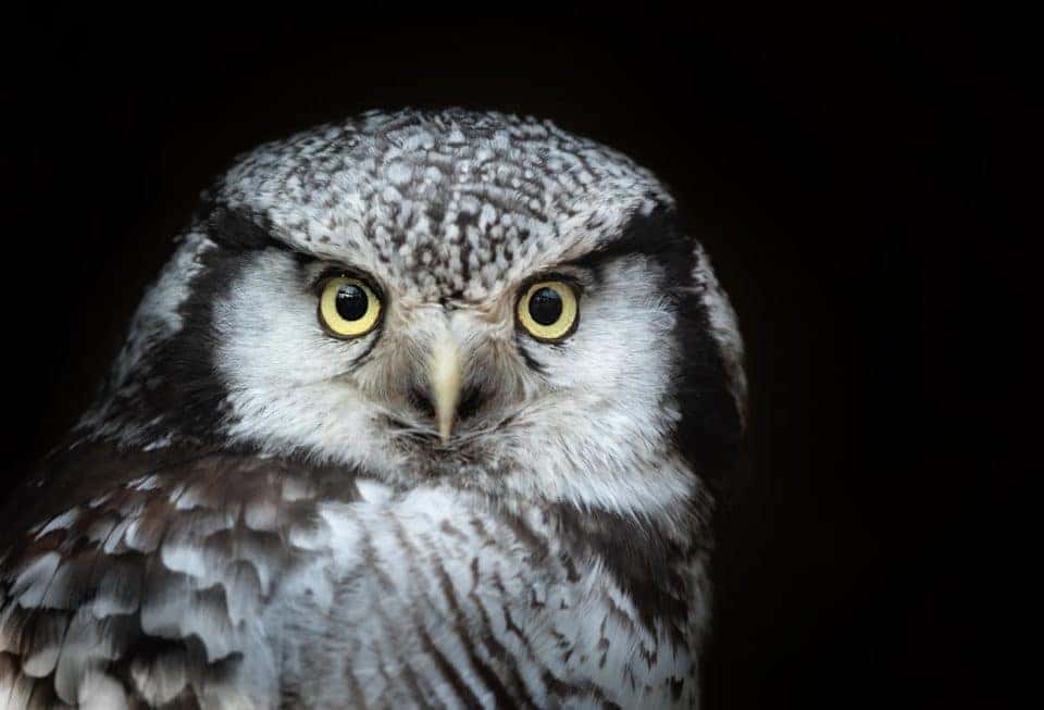 Portrait of a northern hawk-owl (Surnia ulula)