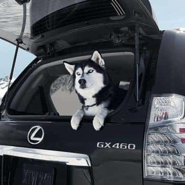 2019 Lexus GX With Dog
